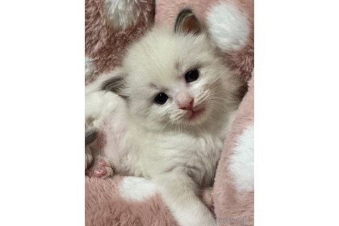 販売中の三重県のラグドール-117218の3枚目